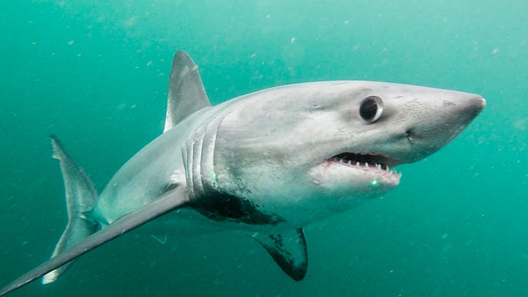 A porbeagle shark in the water