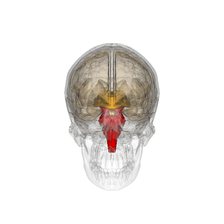 3D animation allowing to view the brainstem