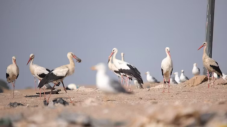 Gulls and storks on the earthy floor of a landfill